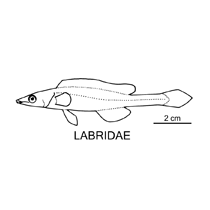 Line drawing of labridae